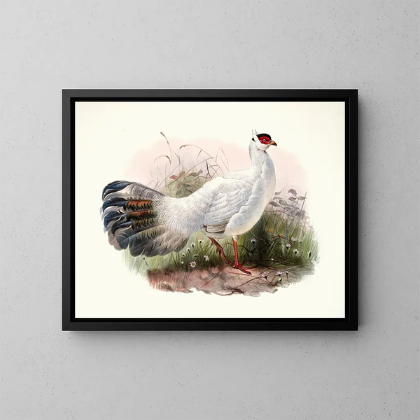 Crossoptilon Drouynii - Joseph Smit — gerahmtes Bild an der Wand