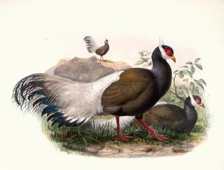 Crossoptilon mantchuricum - Joseph Smit — Ansicht des Kunstwerks