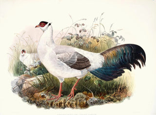 Crossoptilon thibetanum - Joseph Smit — Ansicht des Kunstwerks