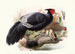 Euplocamus Horsefieldii - Joseph Smit — Ansicht des Kunstwerks