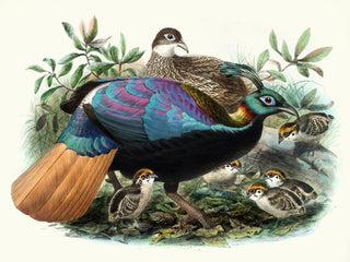 Lophophore impeyanus - Joseph Smit — Ansicht des Kunstwerks
