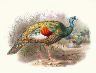 Joseph Smit - Meleagris ocellata.webp