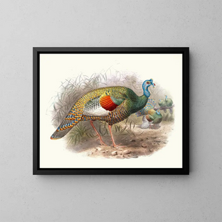 Joseph Smit - Meleagris ocellata.webp