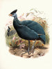 Numida plumifera - Joseph Smit — Ansicht des Kunstwerks