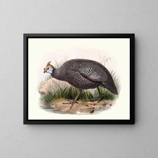 Ptilorhynque numide - Joseph Smit — gerahmtes Bild an der Wand