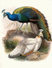 Pavo nigripennis - Joseph Smit — Ansicht des Kunstwerks