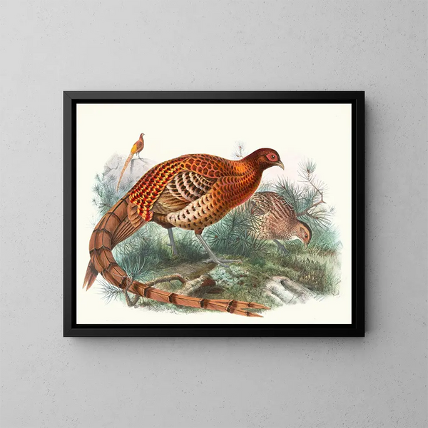 Phasianus Soemmerringii - Joseph Smit — gerahmtes Bild an der Wand