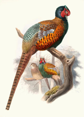 Joseph Smit - Phasianus elegans.webp