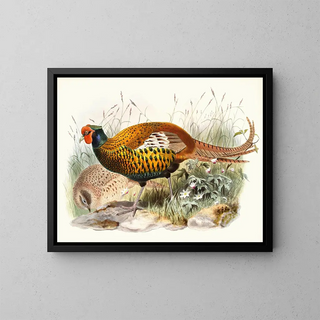 Joseph Smit - Phasianus insignis.webp