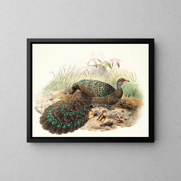 Polyplectron germaini - Joseph Smit — gerahmtes Bild an der Wand