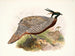 Purcasia macrolopha - Joseph Smit — Ansicht des Kunstwerks