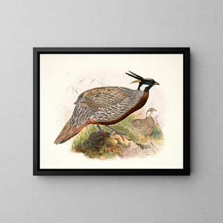 Purcasia macrolopha - Joseph Smit — gerahmtes Bild an der Wand
