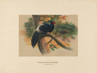 Kaleege de Horsfield - Joseph Wolf — Ansicht des Kunstwerks