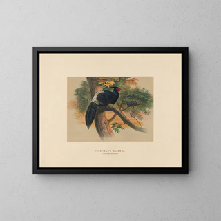 Kaleege de Horsfield - Joseph Wolf — gerahmtes Bild an der Wand