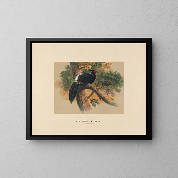 Kaleege de Horsfield - Joseph Wolf — gerahmtes Bild an der Wand