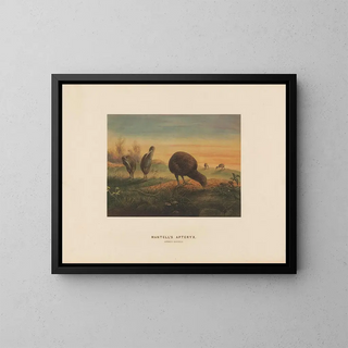 Joseph Wolf - Mantells Apteryx.webp