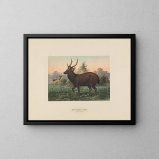 Hirsch von Swinhoe - Joseph Wolf — gerahmtes Bild an der Wand