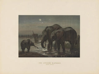 L'éléphant d'Afrique - Joseph Wolf — Ansicht des Kunstwerks
