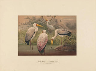 L'ibis des savanes - Joseph Wolf — Ansicht des Kunstwerks