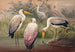 L'ibis bois africain - Joseph Wolf — Ansicht des Kunstwerks
