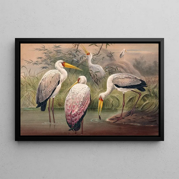 Joseph Wolf - The African Wood Ibis.webp