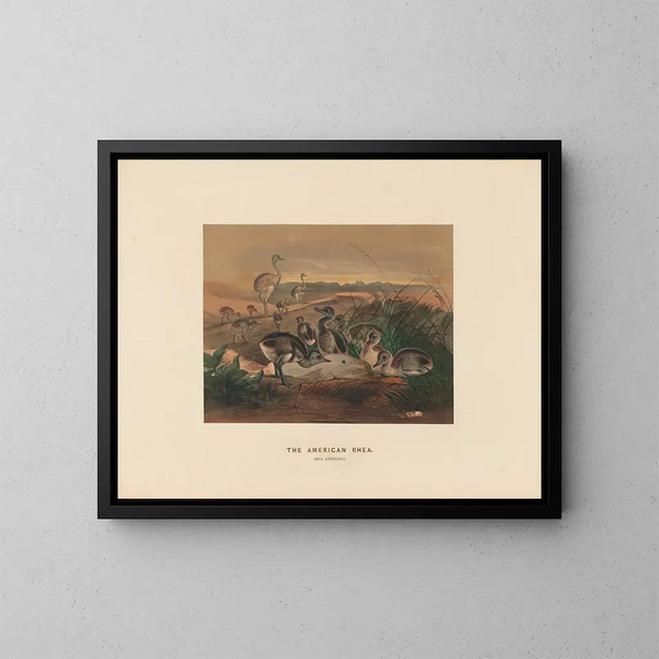 La rhea américaine - Joseph Wolf — gerahmtes Bild an der Wand