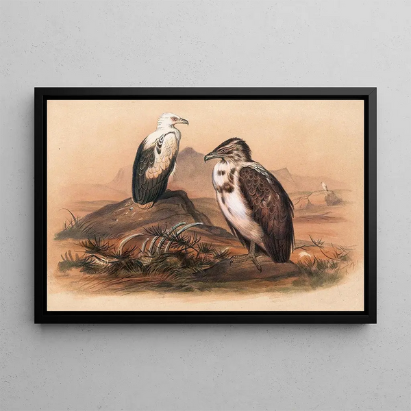 Der angolanische Geier - Joseph Wolf — gerahmtes Bild an der Wand