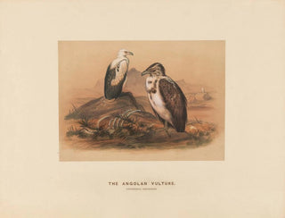 Le vautour angolais - Joseph Wolf — Ansicht des Kunstwerks