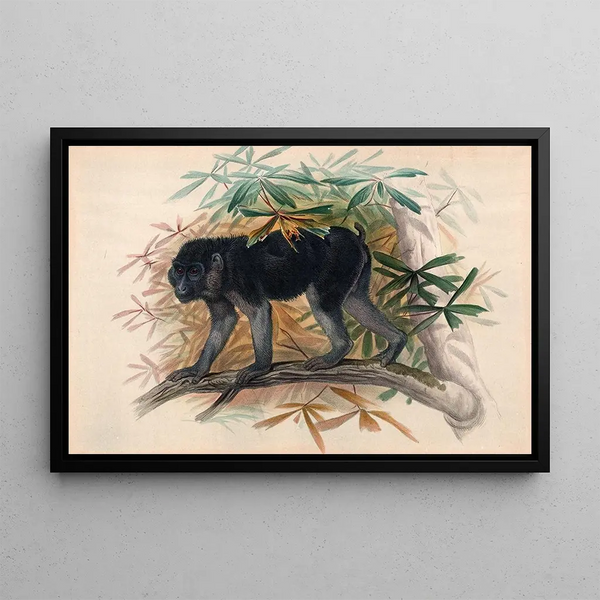 Der dunkle Affe - Joseph Wolf — gerahmtes Bild an der Wand