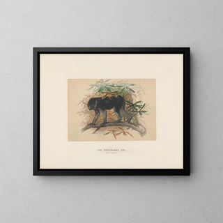 Der aschgraue Schwarzmaki - Joseph Wolf — gerahmtes Bild an der Wand