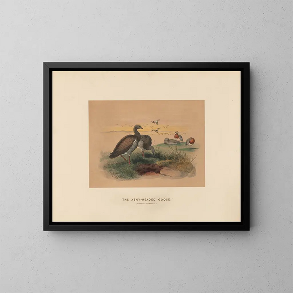 L'Oie à tête cendrée - Joseph Wolf — gerahmtes Bild an der Wand