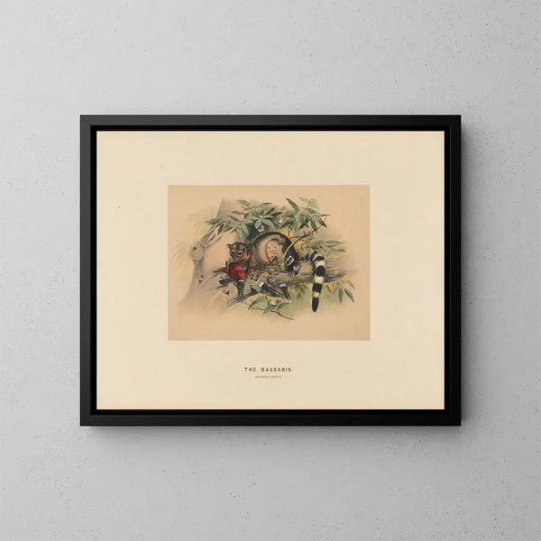 Les Bassaris - Joseph Wolf — gerahmtes Bild an der Wand