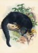 Der Binturong - Joseph Wolf — Ansicht des Kunstwerks