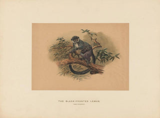 Joseph Wolf - The Blackfronted Lemur.webp