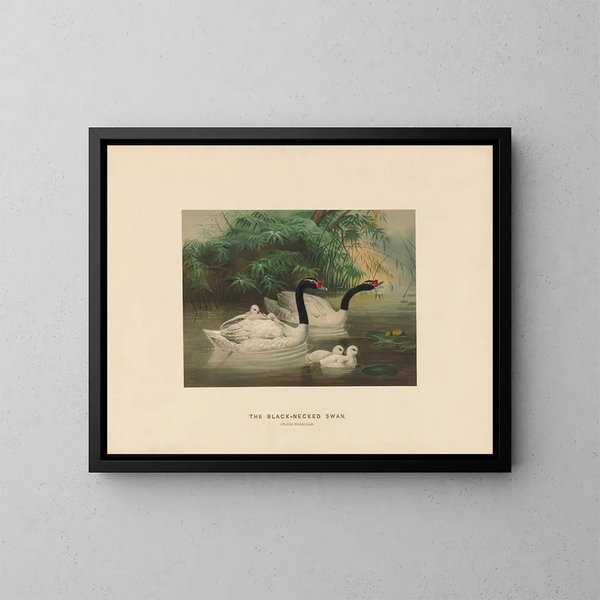 Der schwarze Hals Schwan - Joseph Wolf — gerahmtes Bild an der Wand