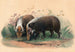 Der Wildschwein - Joseph Wolf — Ansicht des Kunstwerks