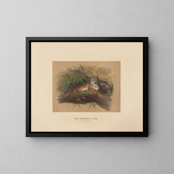 Der Luchs Kanadas - Joseph Wolf — gerahmtes Bild an der Wand