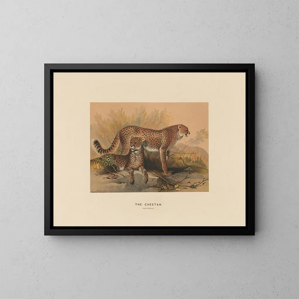 Der Gepard - Joseph Wolf — gerahmtes Bild an der Wand