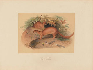Joseph Wolf - The Eyra.webp