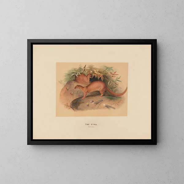 L'Eyra - Joseph Wolf — gerahmtes Bild an der Wand