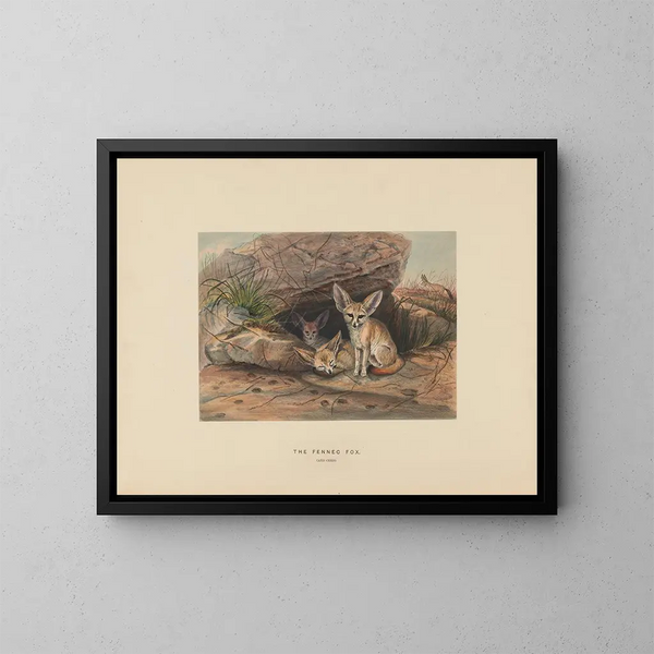 Der Fennek - Joseph Wolf — gerahmtes Bild an der Wand