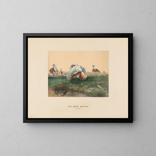 Der große Austernfischer - Joseph Wolf — gerahmtes Bild an der Wand