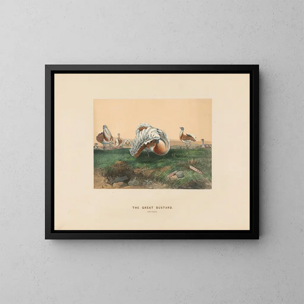 Der große Austernfischer - Joseph Wolf — gerahmtes Bild an der Wand