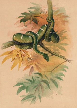Joseph Wolf - The Green Boa.webp