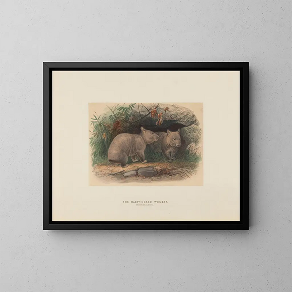 Der behaarte Wombat - Joseph Wolf — gerahmtes Bild an der Wand