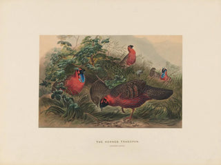 Le Tragopan cornu - Joseph Wolf — Ansicht des Kunstwerks