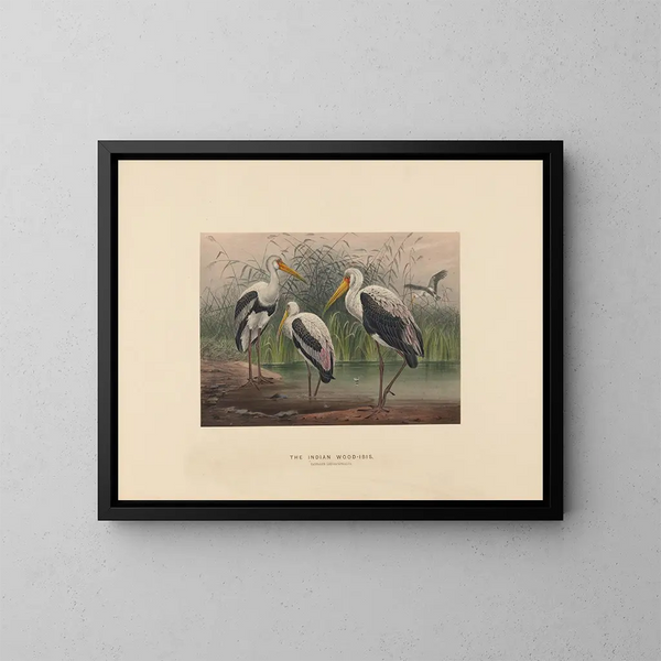 L'ibis des marais indien - Joseph Wolf — gerahmtes Bild an der Wand
