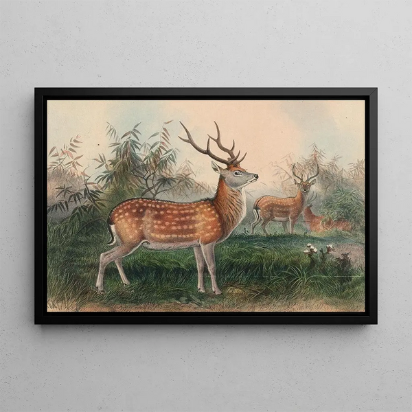 Der japanische Hirsch - Joseph Wolf — gerahmtes Bild an der Wand