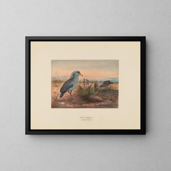 Le Kagu - Joseph Wolf — gerahmtes Bild an der Wand