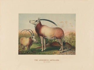 Joseph Wolf - The Leucoryx Antelope.webp